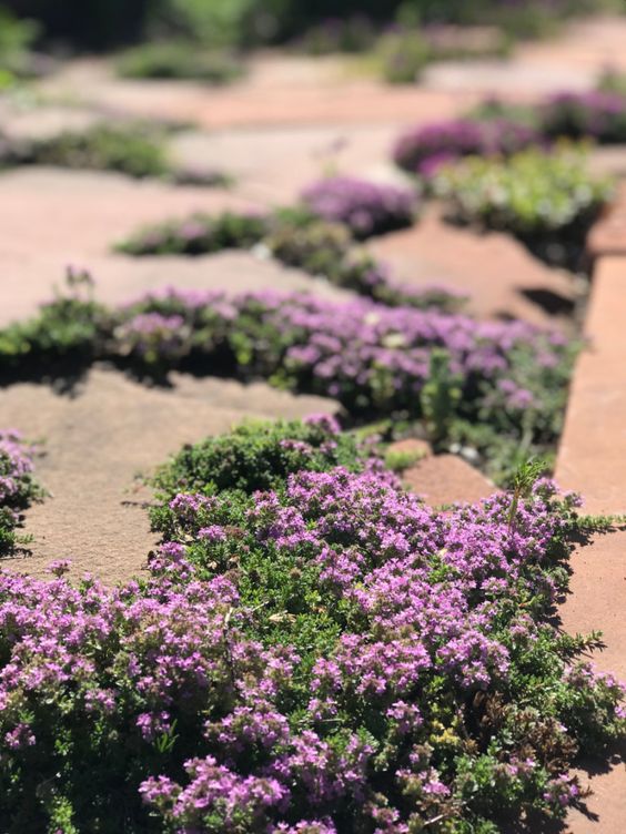 Advantages of Creeping Thyme in the Garden