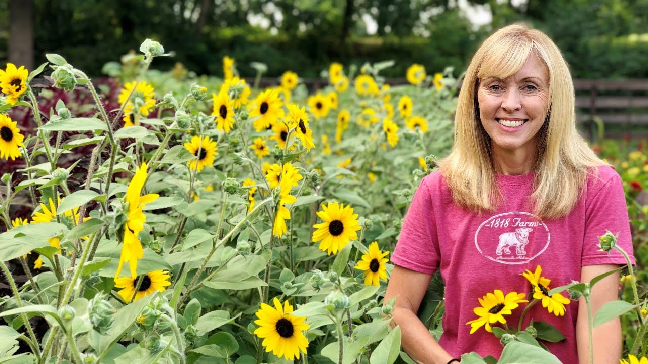 Branching Sunflowers