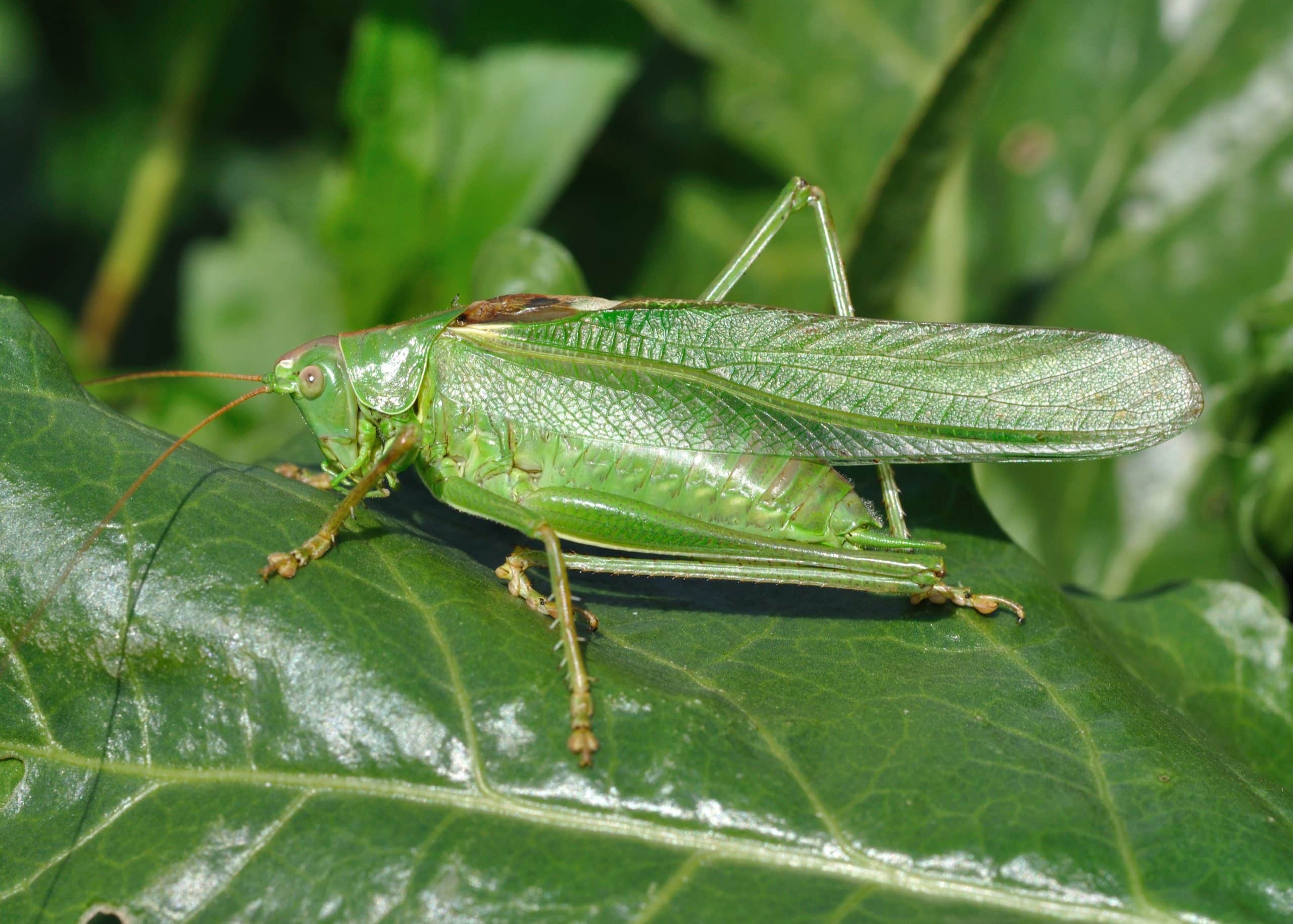 Bush-Crickets Found