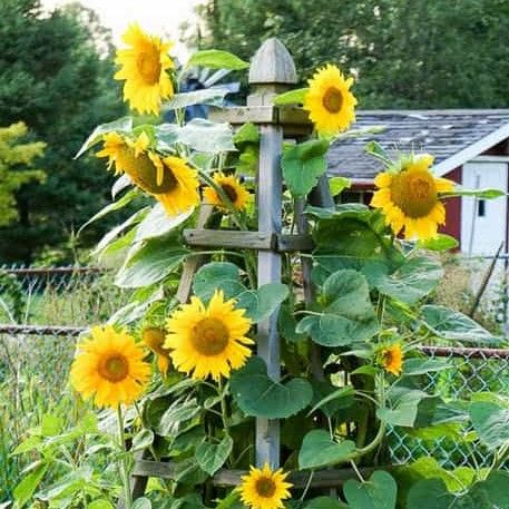 Constructing a Sunflower Pyramid