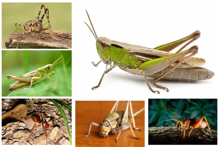 18 Types of Crickets with Pictures in This Must-Read Guide