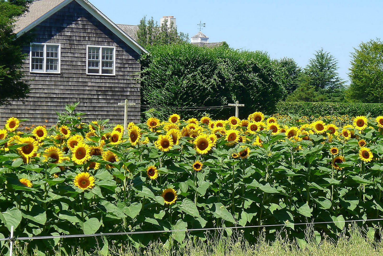 Sunflower Border