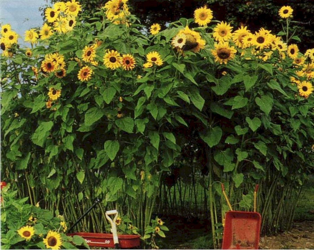 Giant Sunflower