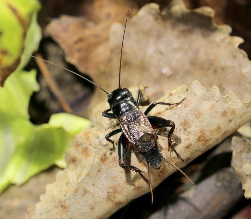 Ground Crickets Earth's Musicians