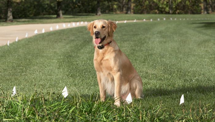 Invisible Dog Fence