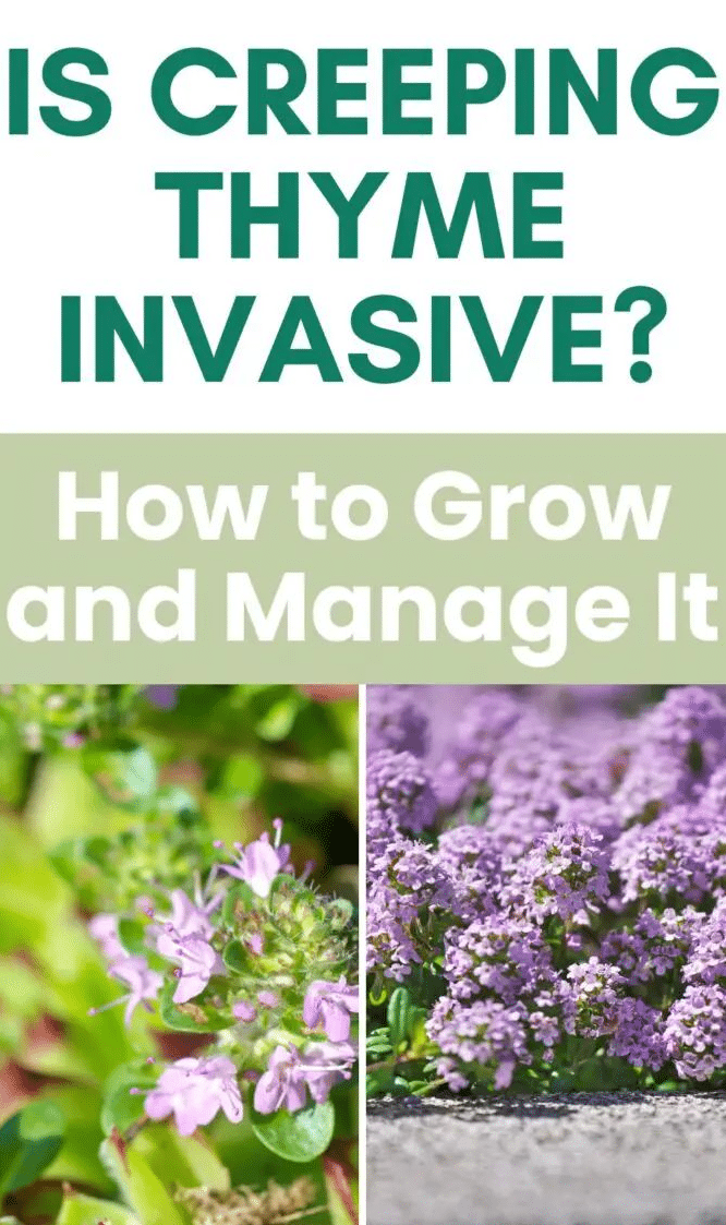 Is Creeping Thyme Invasive?