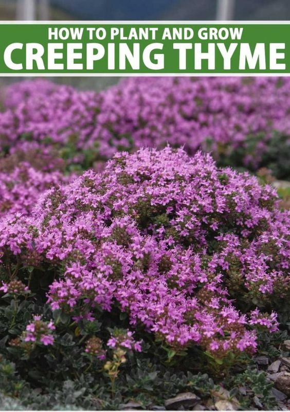 Is Creeping Thyme Invasive Growing and Managing Tips for Success