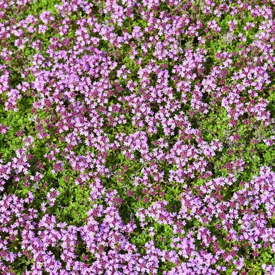 Is Creeping Thyme Invasive – A Complete Guide!