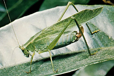 Katydid Cricket