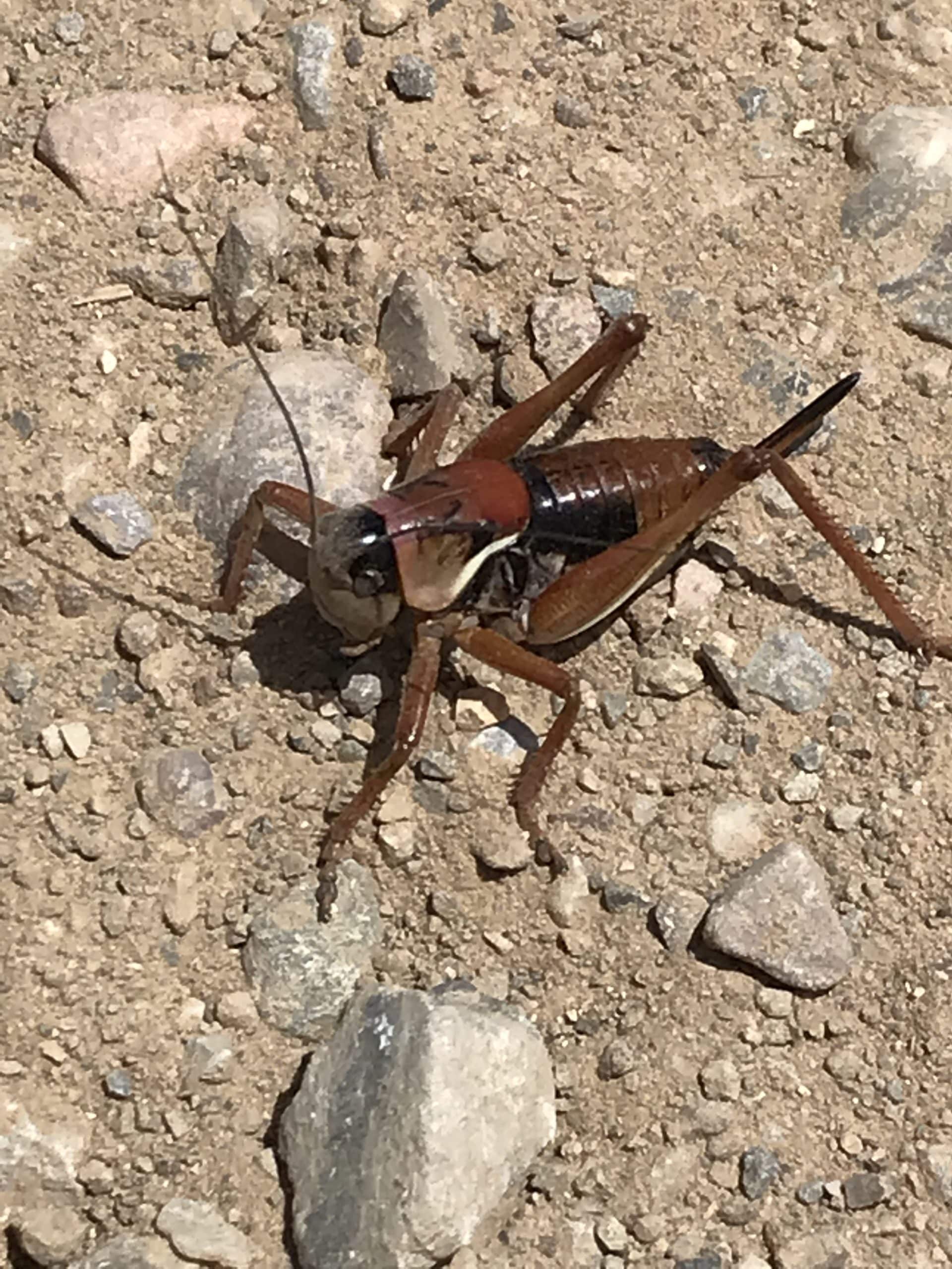 Mormon Cricket Wonders