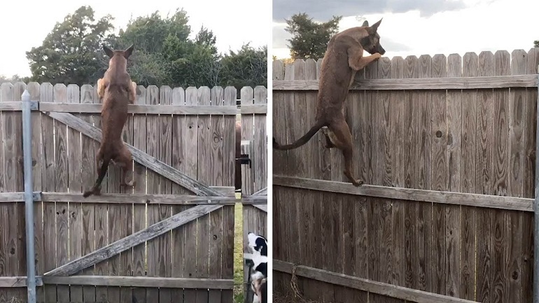 No Jumping Dog Fence