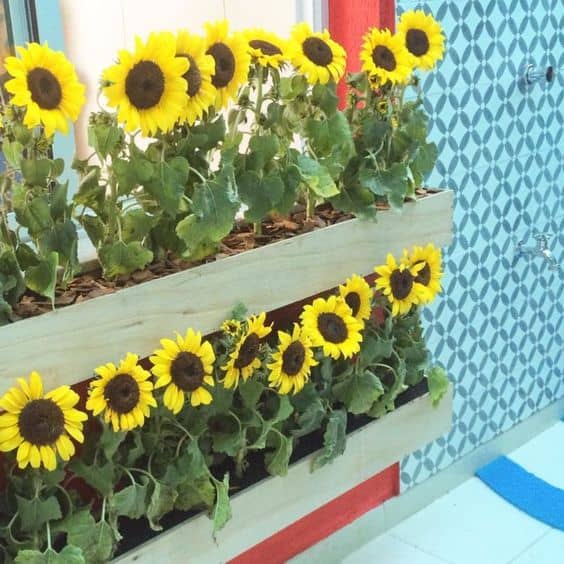 Pallet Sunflower