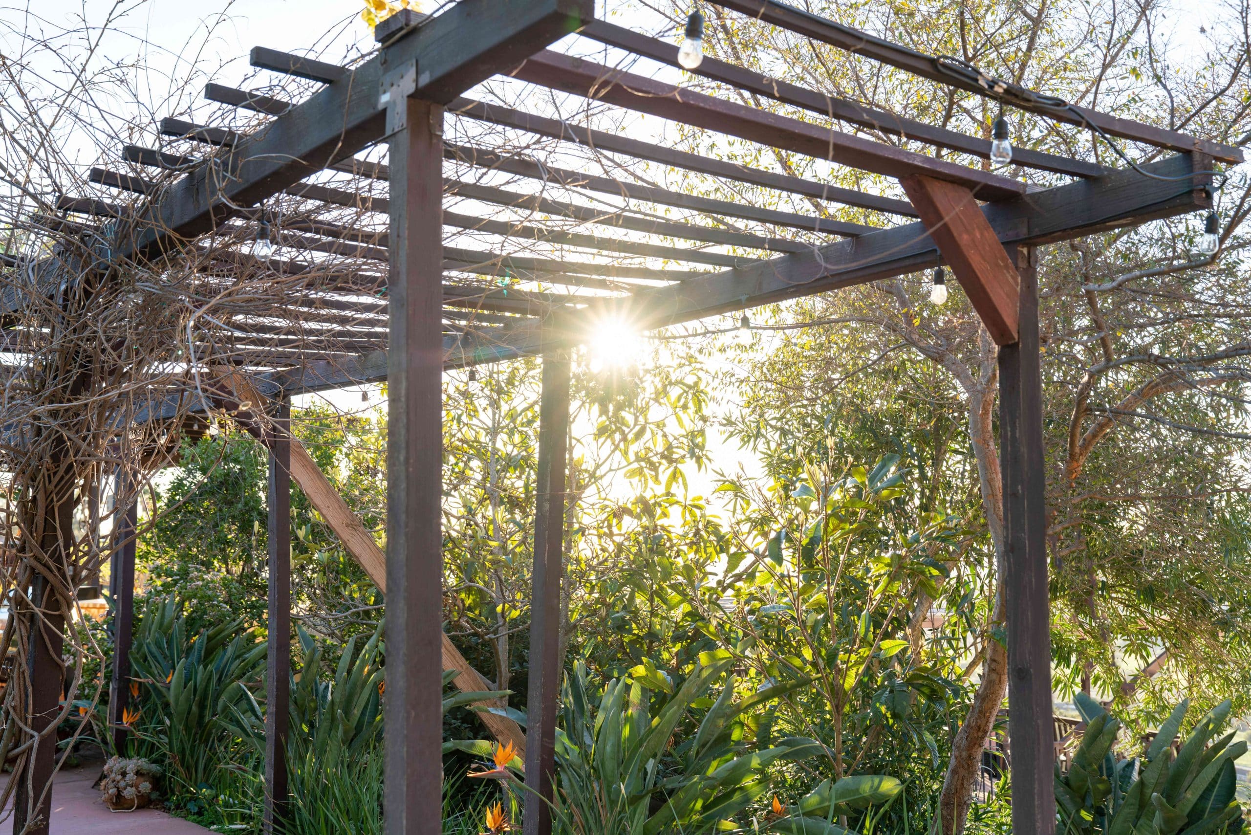 Pergola Paradise