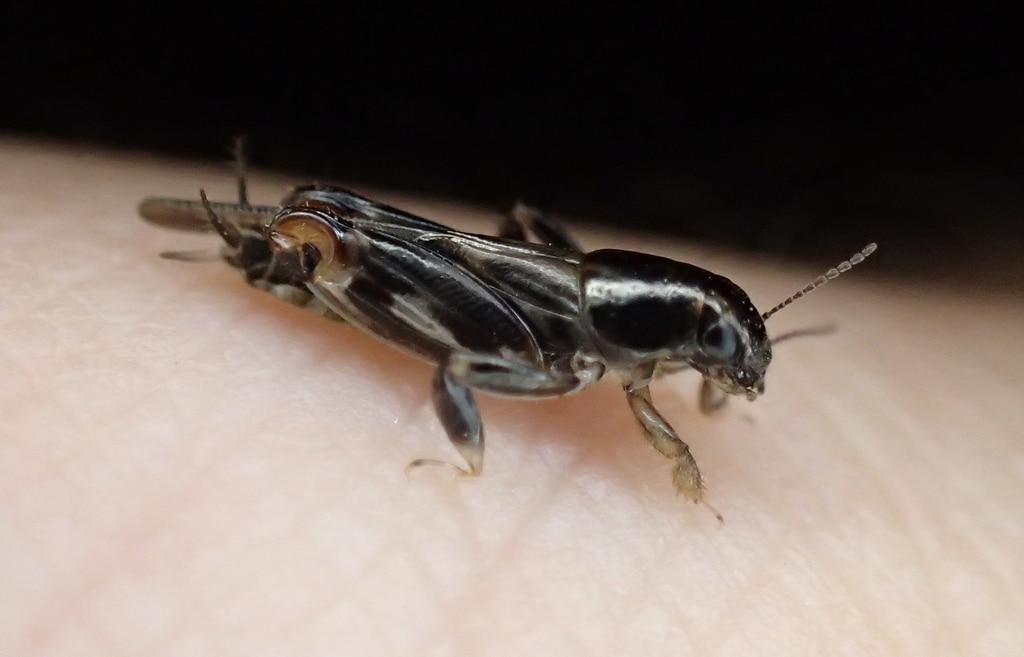 Pigmy Mole Crickets