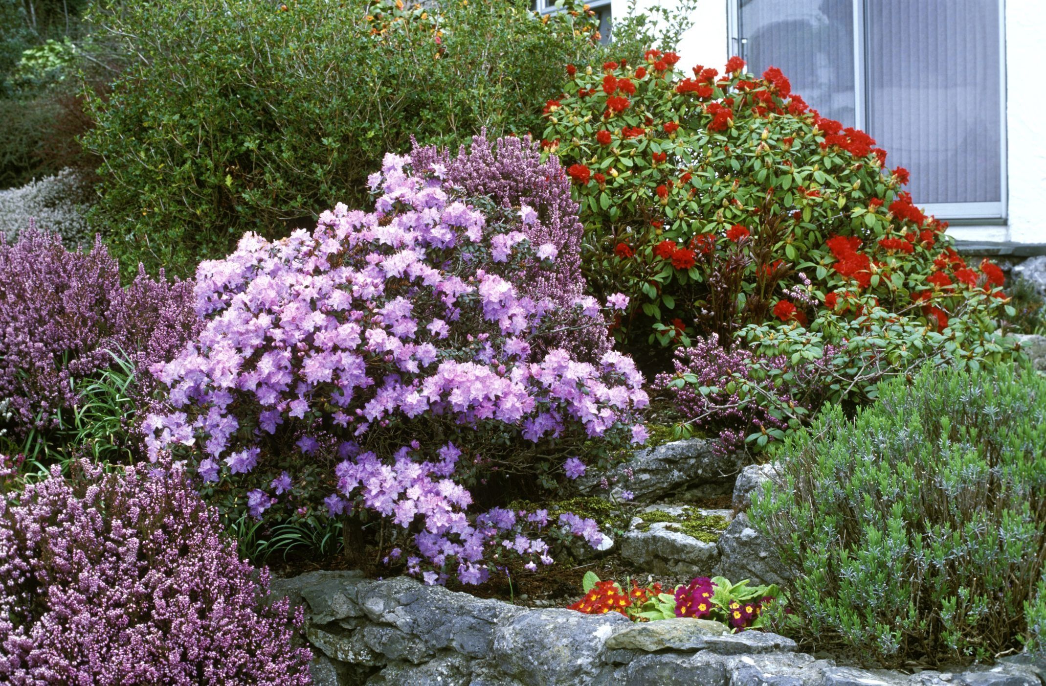 Planting Perennial Shrubs