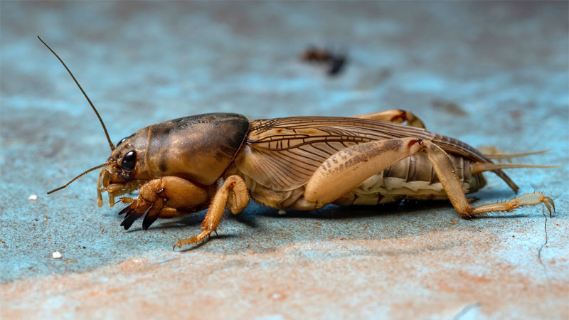 Scaly Crickets Nature's Shielded Types of Crickets
