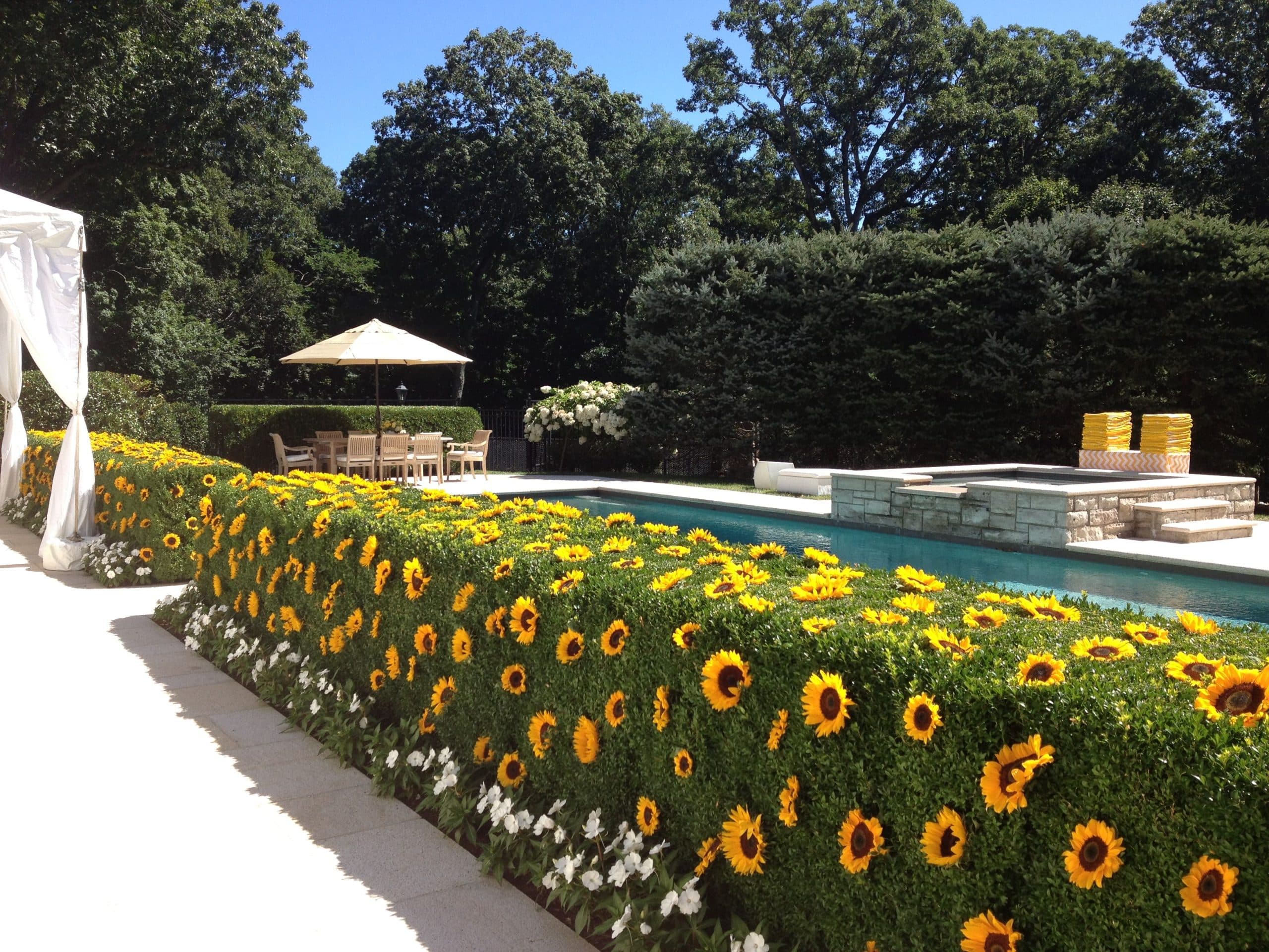 Sunflower Hedge