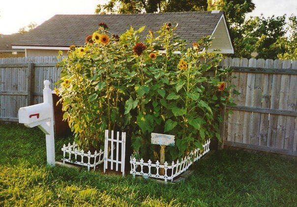 Sunflower House