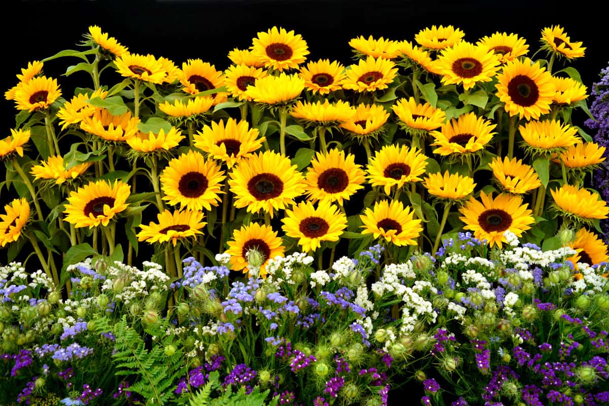 Sunflower Photo Backdrop
