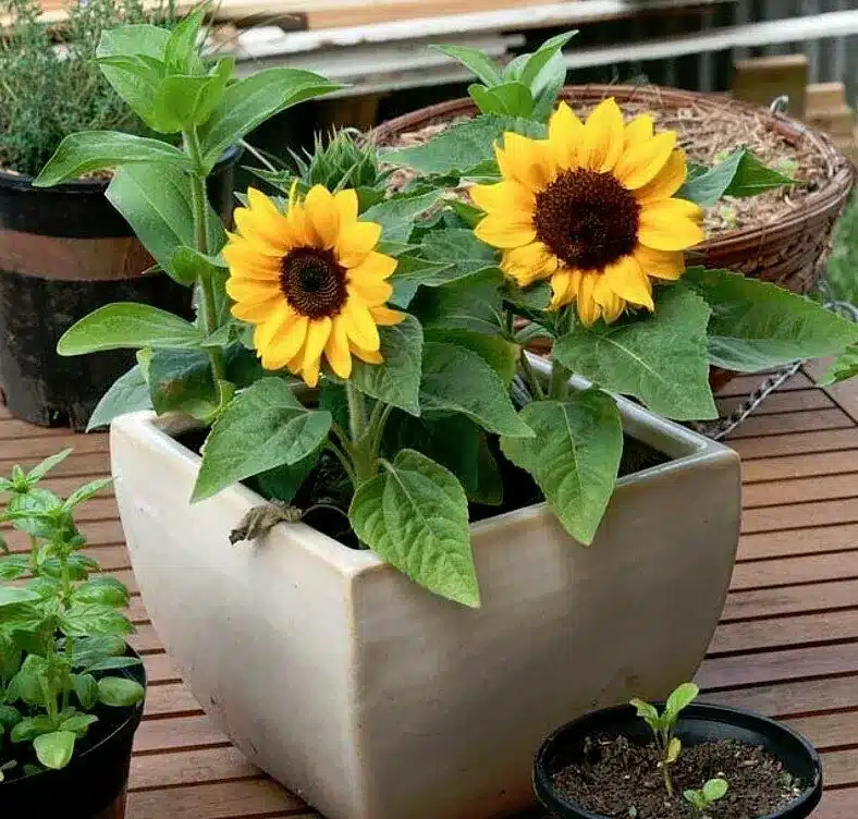 Sunflower Pots