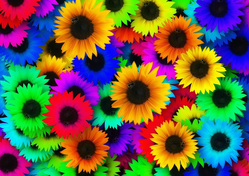 Sunflower Rainbow