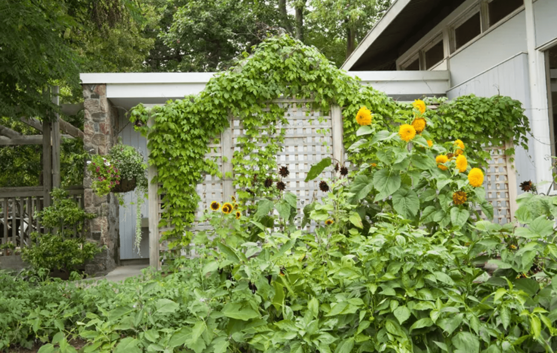 Sunflower Trellis