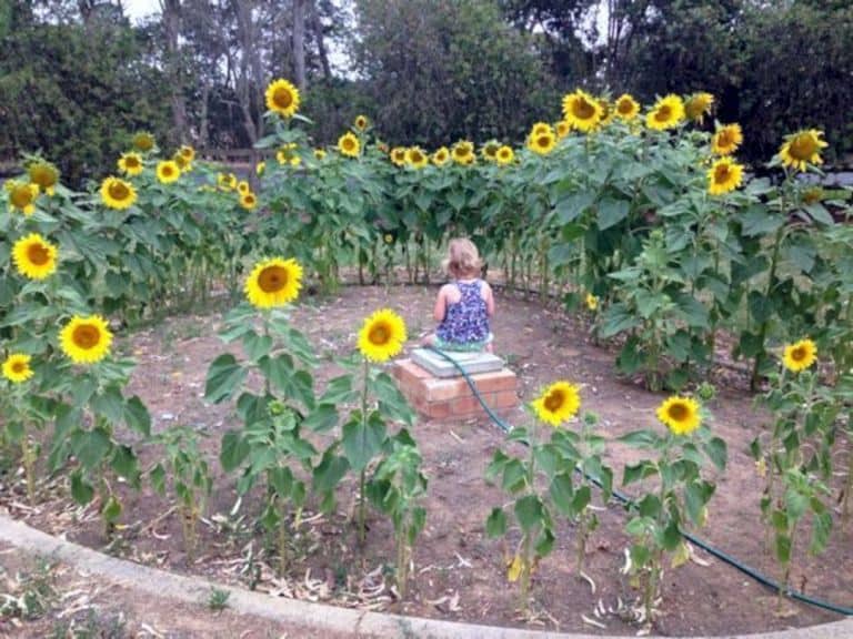 Sunflower for Meditation Zone