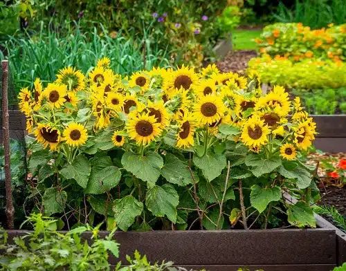 Sunflower in Fairy Garden