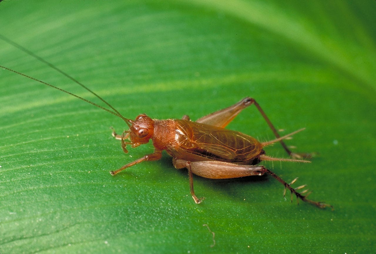 Sword-tail Crickets