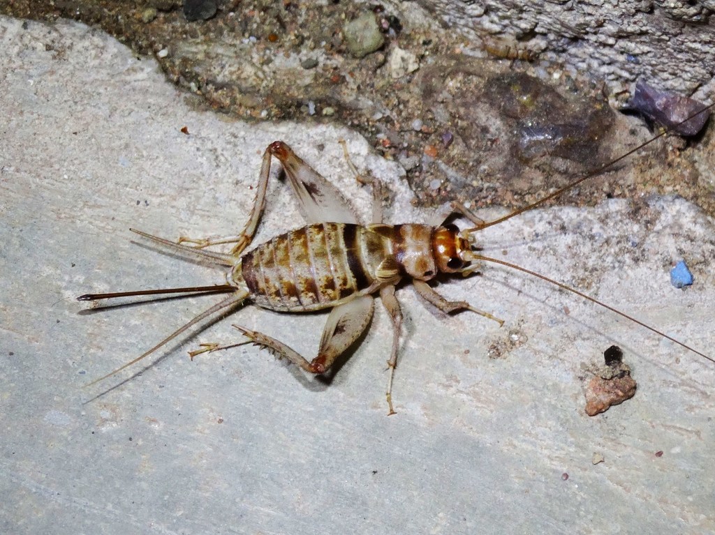 The Banded Cricket Species