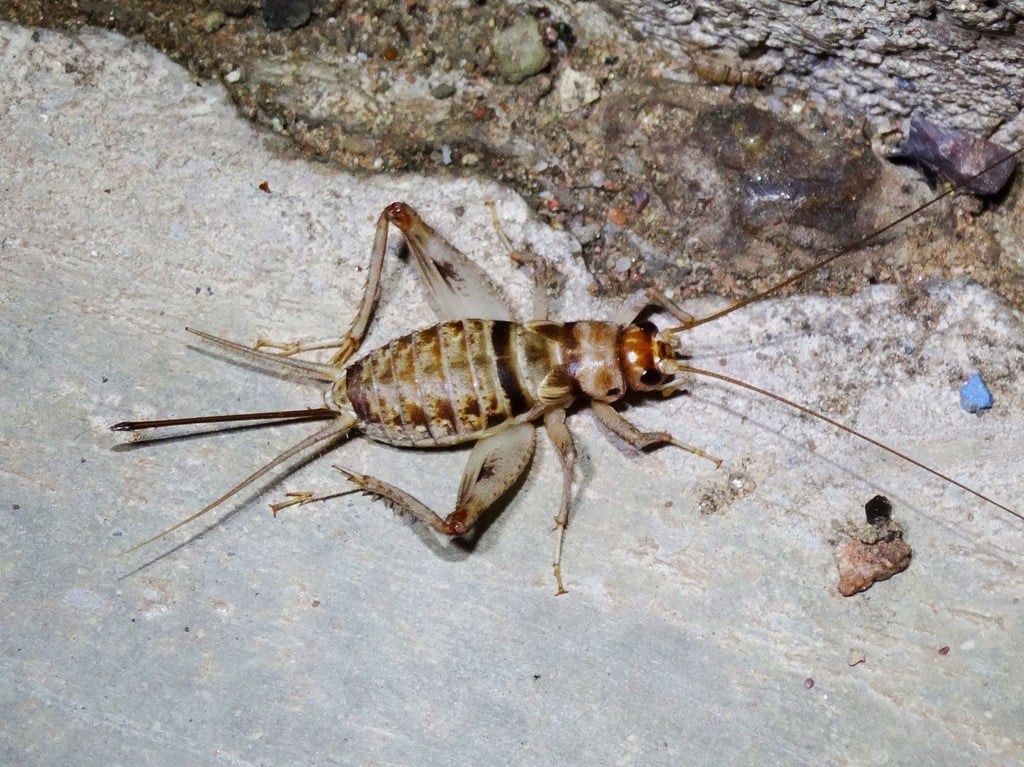 The Banded Cricket Species