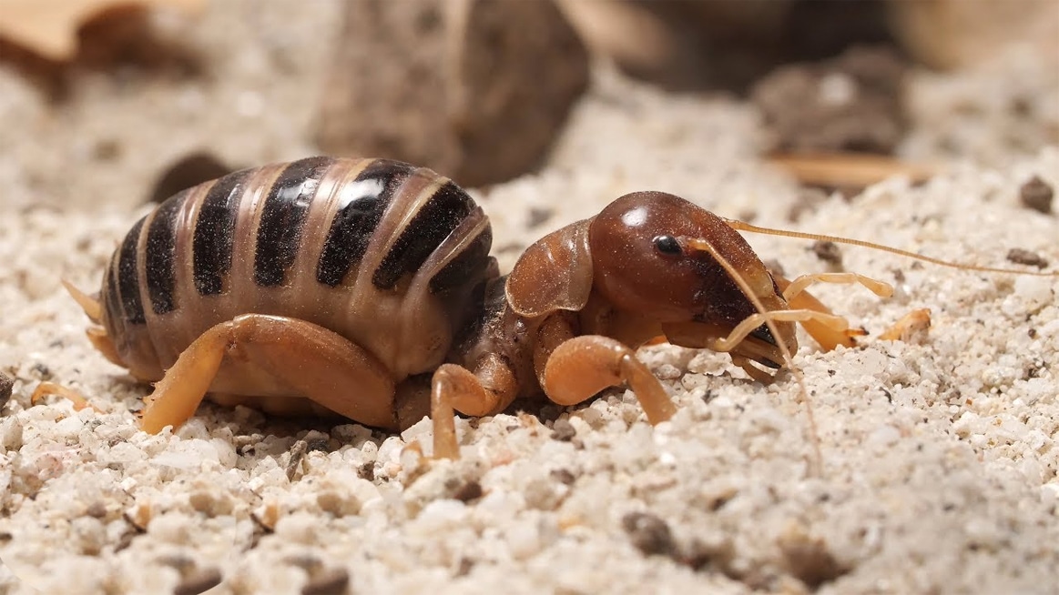 The Hidden Jerusalem Cricket