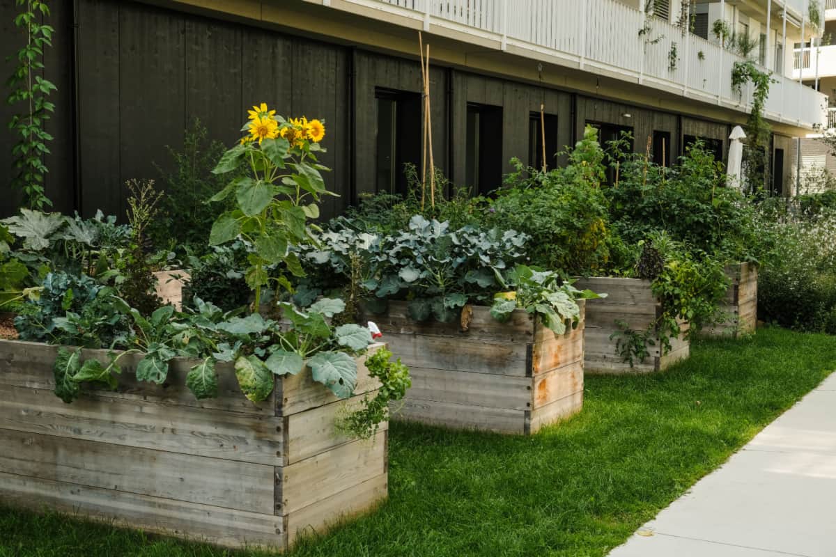 The Raised Sunflower Garden Bed