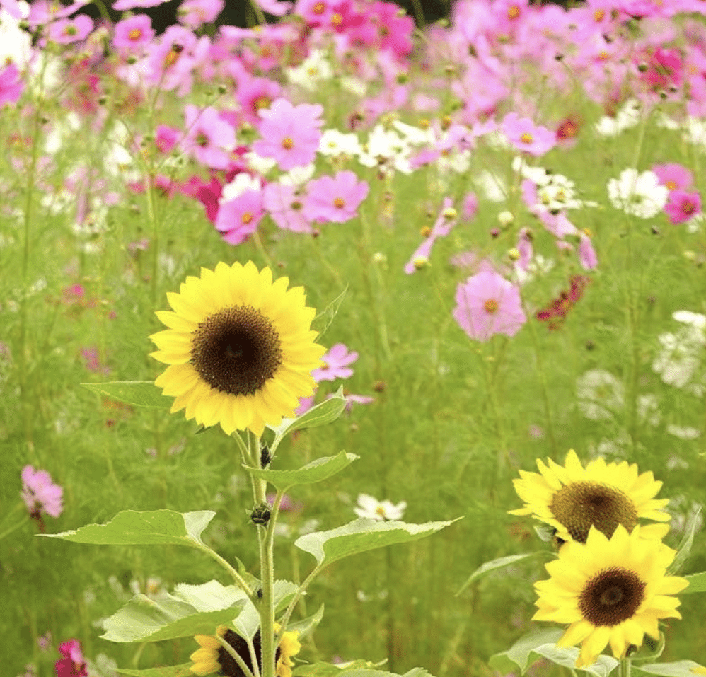 The Summer Blooms