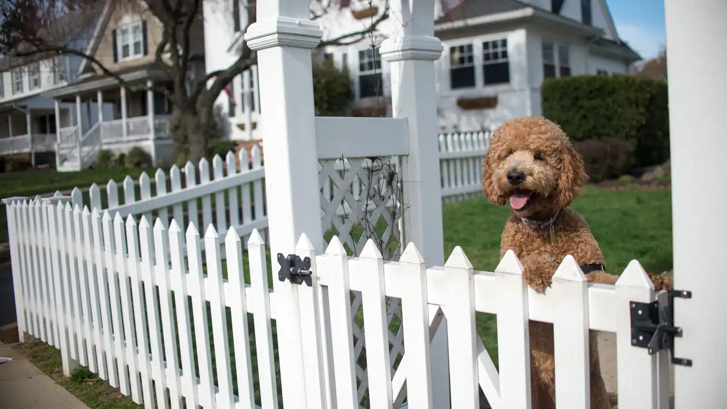Traditional Dog Fence