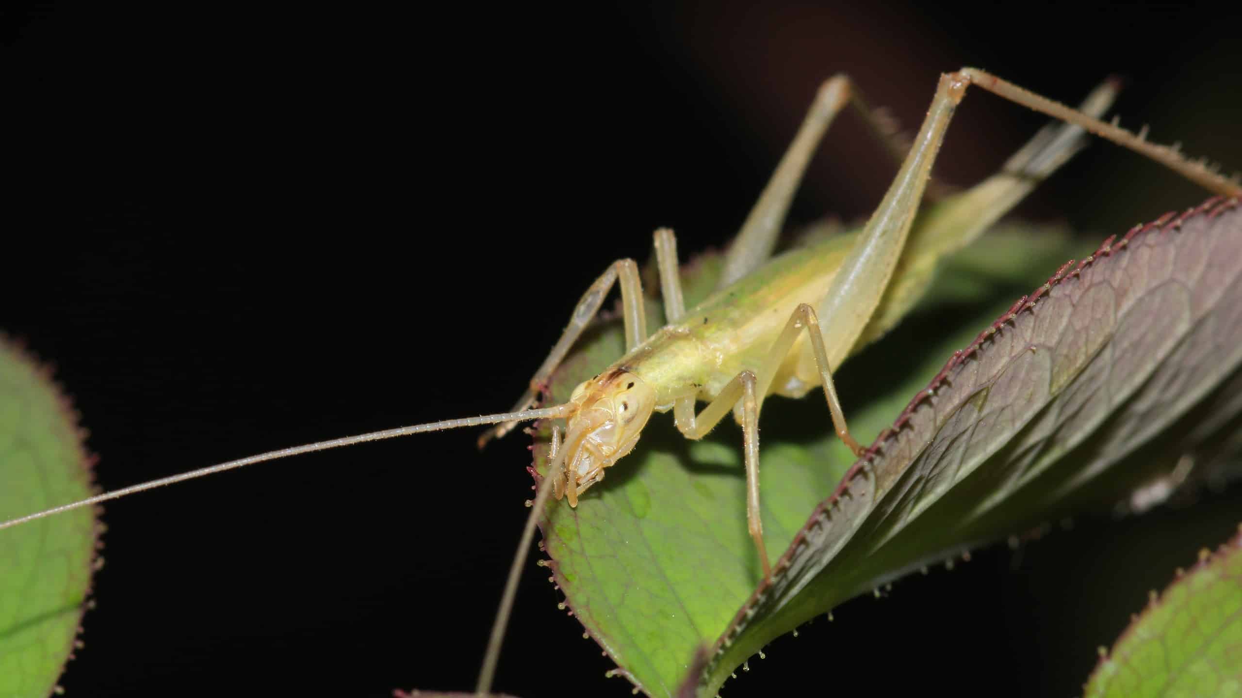 Tree Crickets in the Canopy