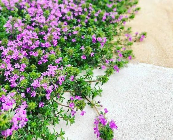 Understanding Creeping Thyme