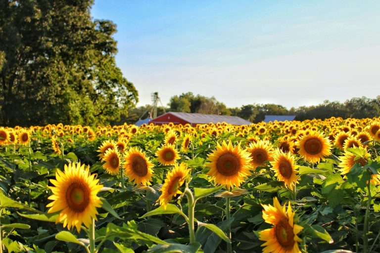 30 Sunflower Garden Ideas to Create a Mesmerizing Heaven
