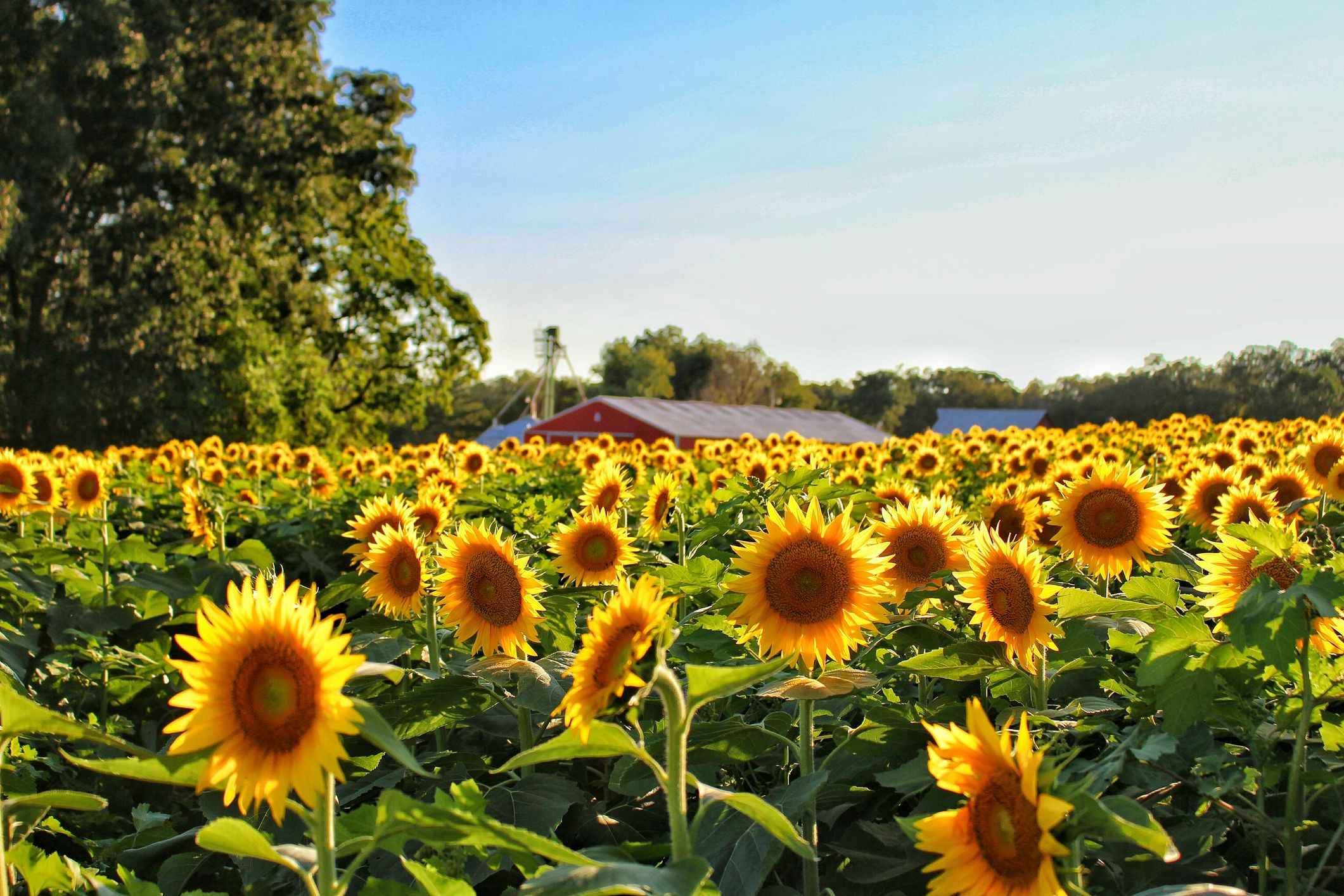 sun flower garden ideas