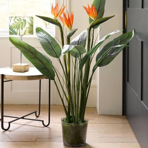 A Complete Guide for Care of Bird of Paradise Indoor Plant