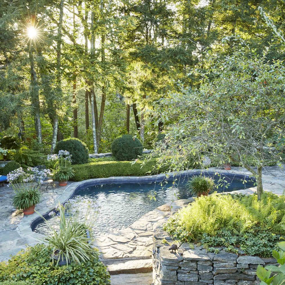 The Magic of a Woodland Watering Hole