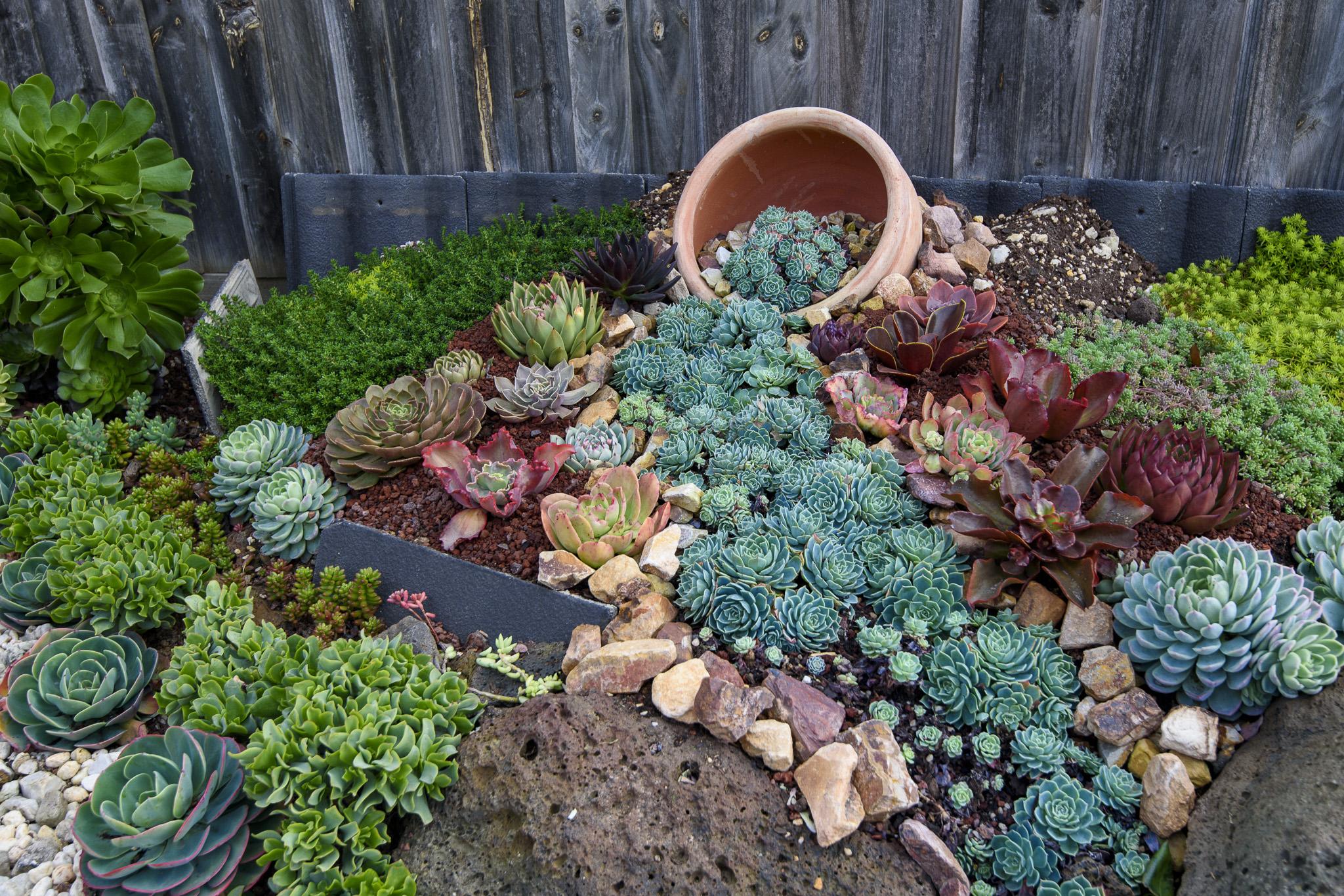 The Succulents Cornucopia