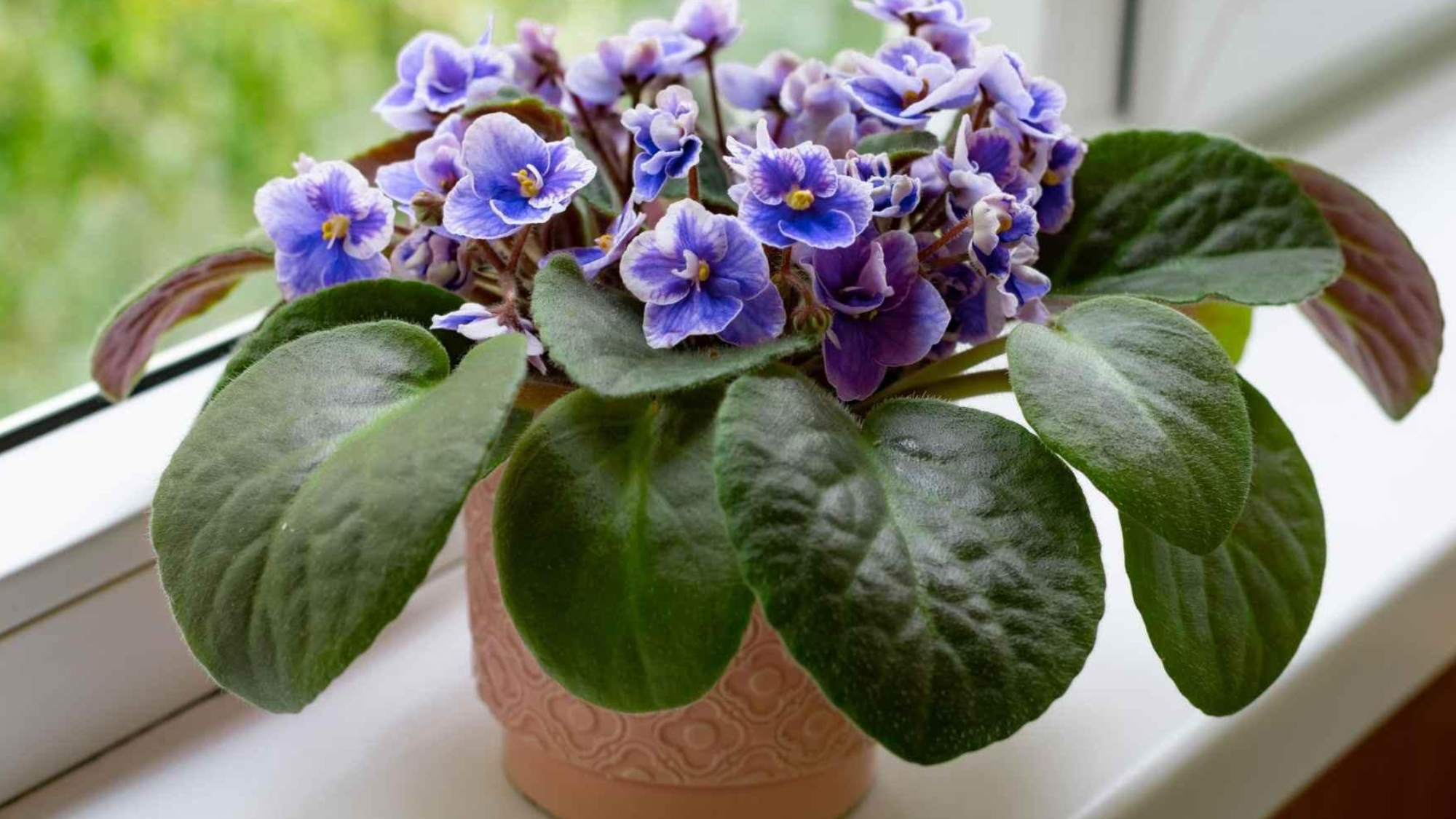 African_Violets