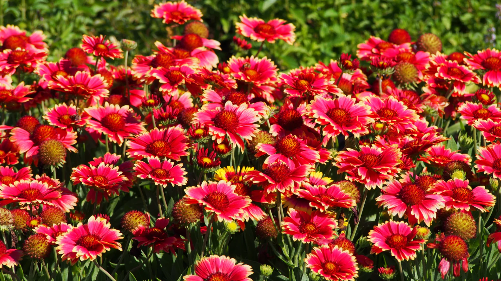 Blanket_Flowers_Gaillardia