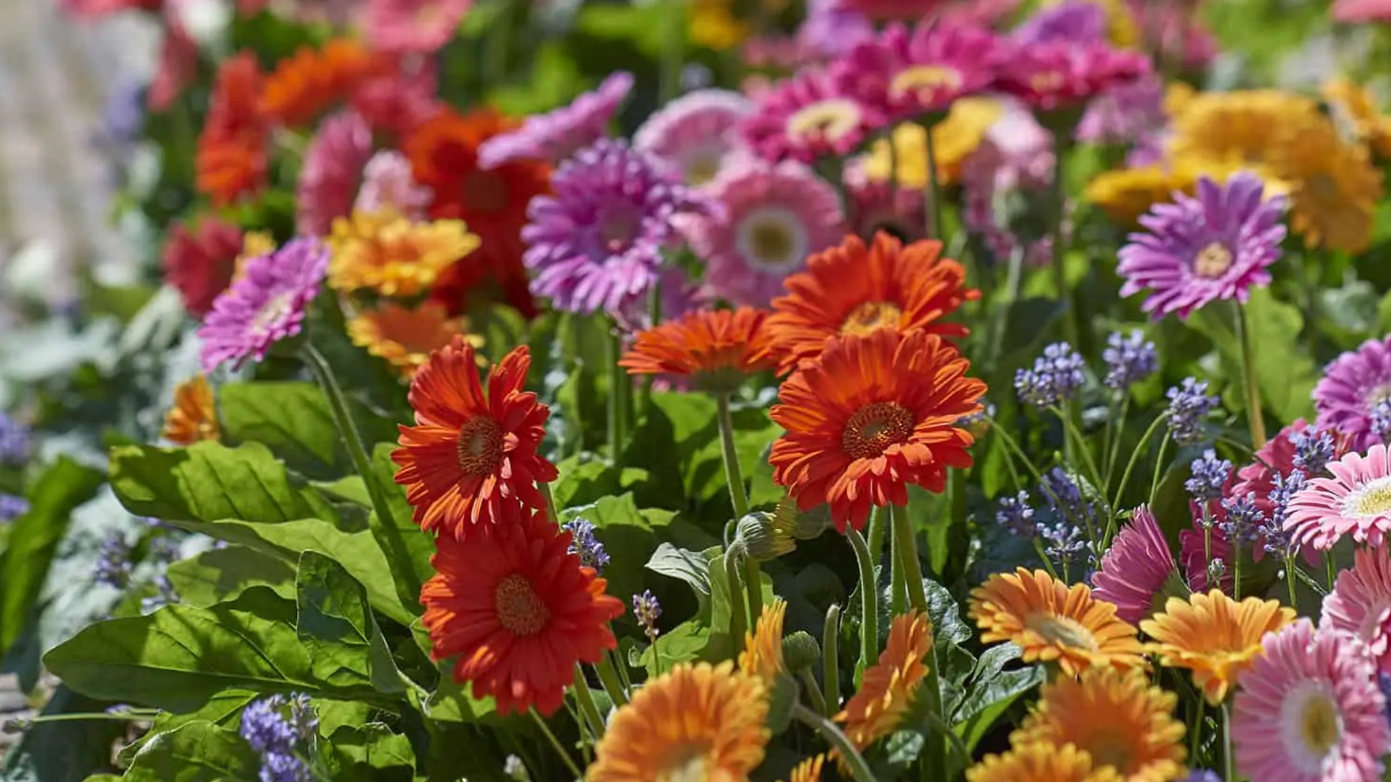 Gerbera_Daisies