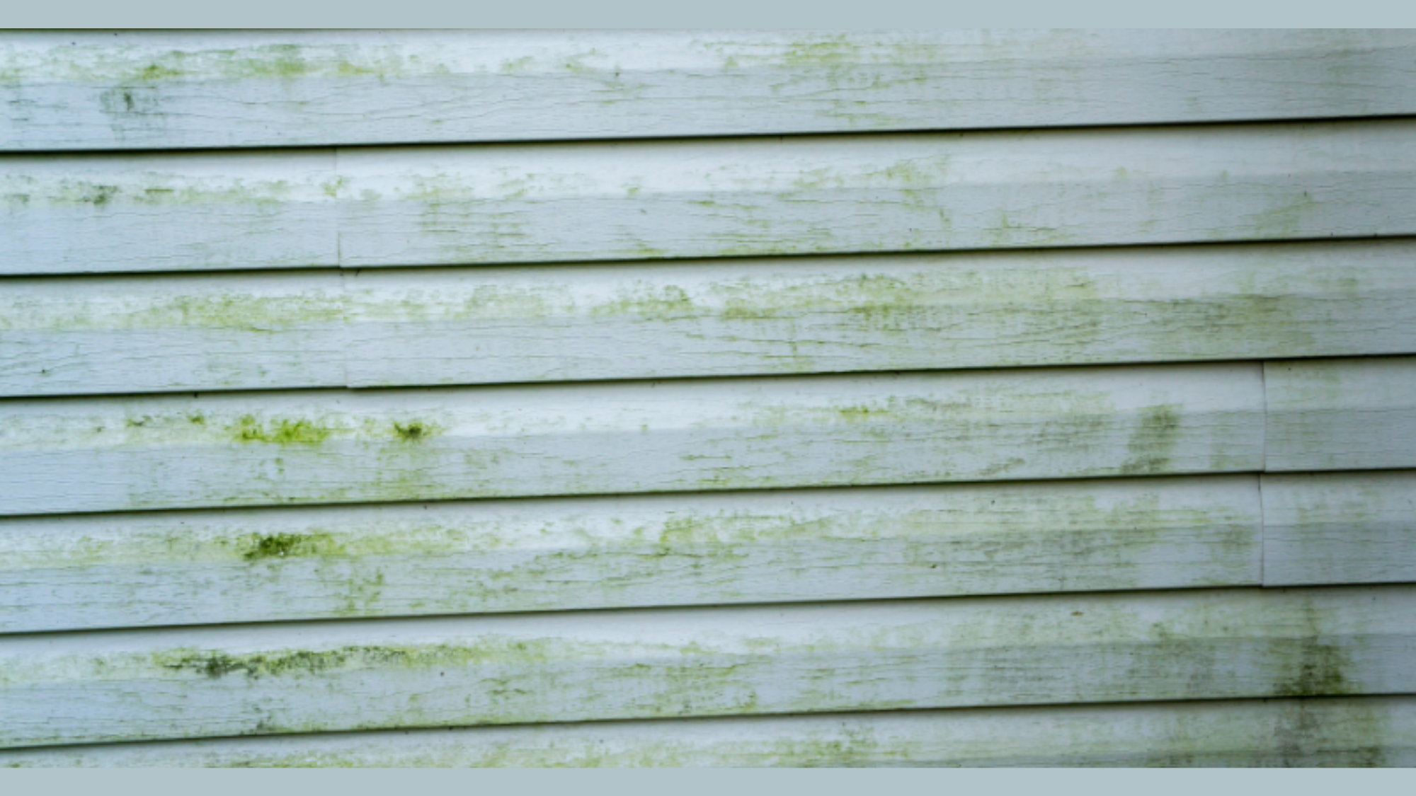 Is_Mold_on_Siding_Dangerous