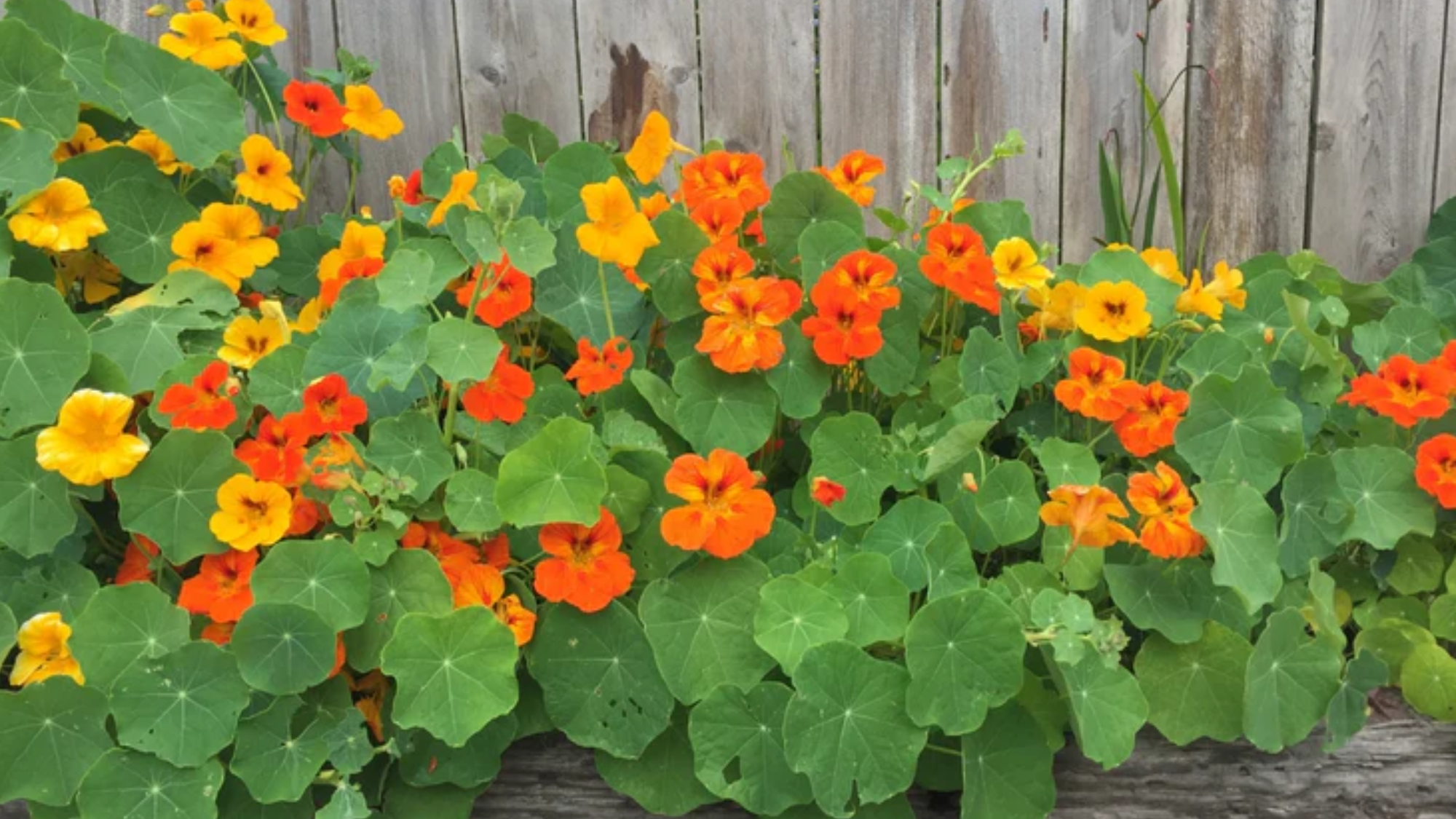 Nasturtiums
