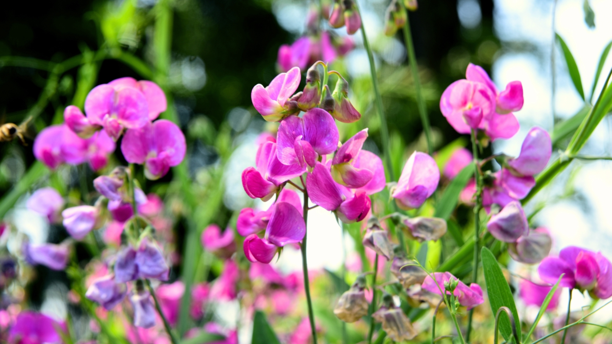 Sweet_Peas