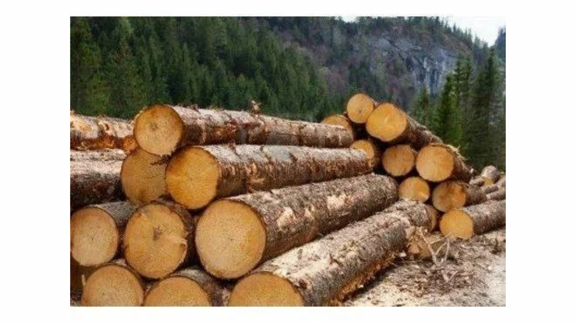 Burr_Walnut_-_30-100_per_square_foot