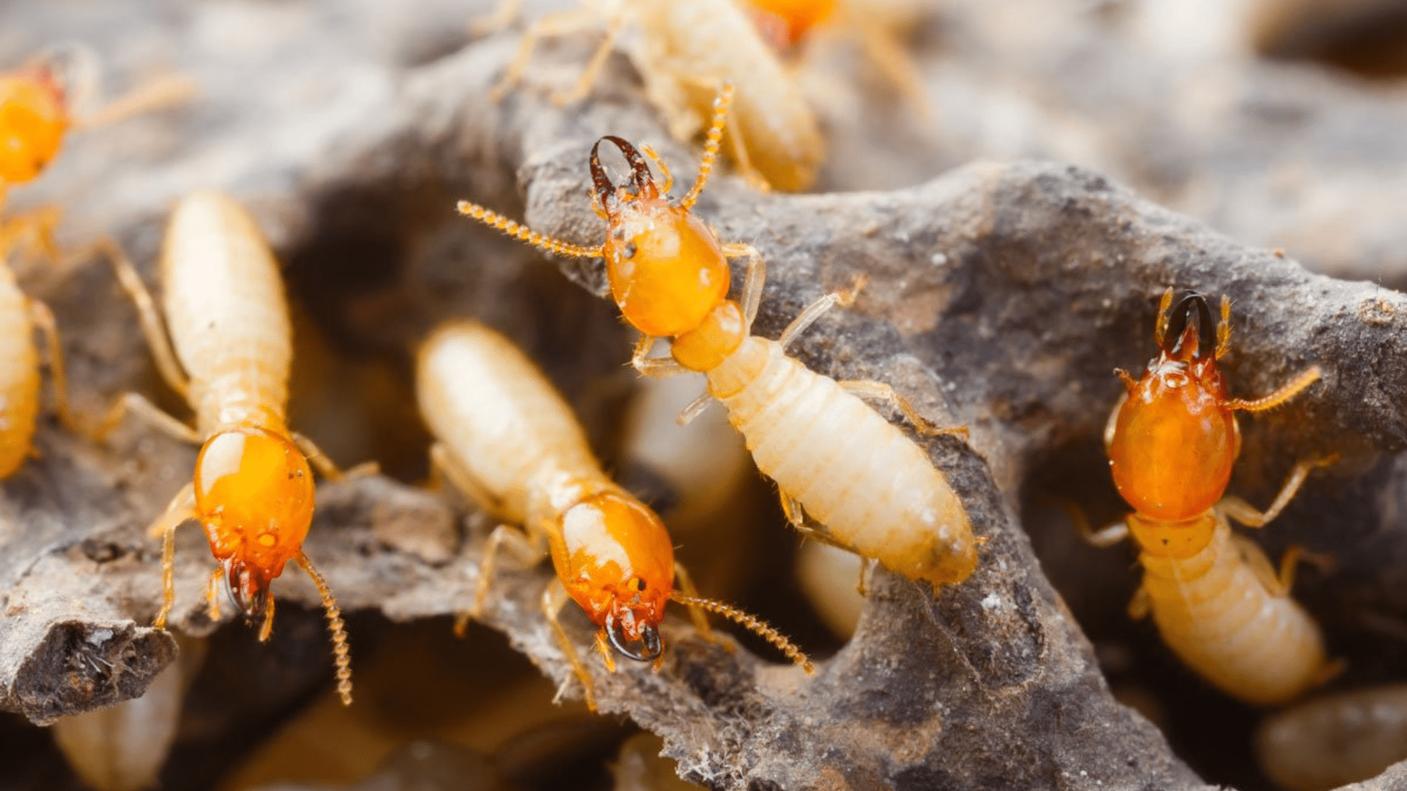 Dampwood Termites
